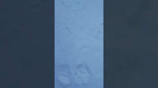 Тигр на горнолыжке в Арсеньеве, прямо на склоне. #блогвладивосток смотреть онлайн