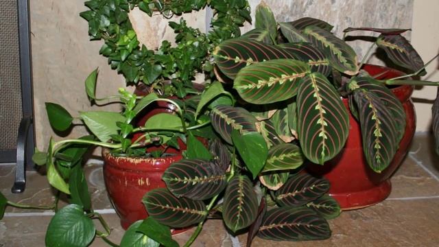 Можно ли удобрять комнатные растения селитрой? смотреть онлайн