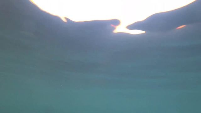 Не прозрак а ГРИБНОЙ СУП. Кефаль ходит как БЕШЕНАЯ.