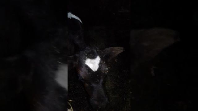 Покупные Телята уже месяц в моём хозяйстве смотреть онлайн
