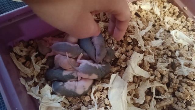БУДНИ МОИХ ПИТОМЦЕВ (ХОМЯЧКОВ И КРЫСОК) смотреть онлайн