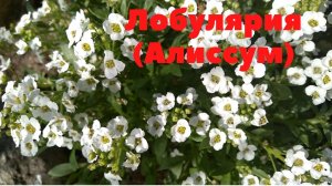 Лобулярия (алиссум). Яркий цветок с неповторимым ароматом.