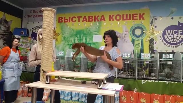 Абиссинский кот Международная выставка кошек клуб "Астра" 5-6 сентября 2020 года смотреть онлайн