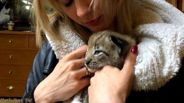 О том, как я выбирала себе котёнка рыси / How I chose a lynx kitten смотреть онлайн