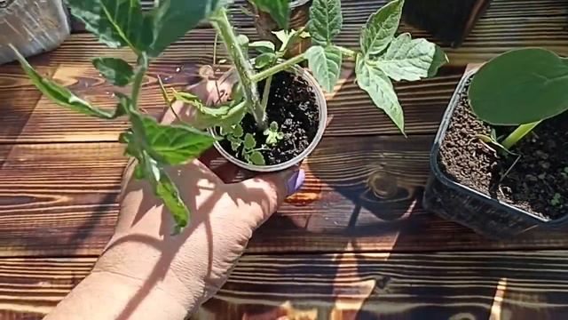 РАССАДА ТОМАТОВ И НОВЫХ ОГУРЦОВ // ВАЦАП ДЛЯ ЗАКАЗА 8-915-245-81-59 ПИСЬМЕННО смотреть онлайн