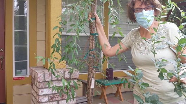 Необыкновенный сад в городе Девис, Калифорния. Rare plants orchard in Davis, California (часть 7) смотреть онлайн
