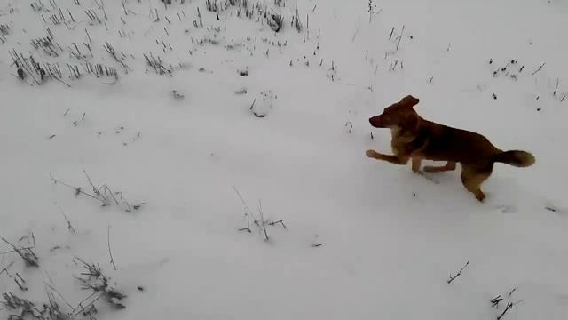 Аши (питбуль) и Хани (ксоло в шерсти) на прогулке. смотреть онлайн
