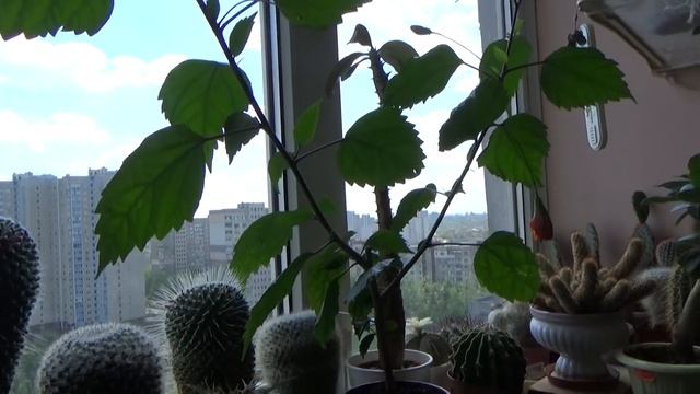 #509.Цветут:калла,глориоза,кроссандра,спатифилум...почему желтеют кончики листьев смотреть онлайн