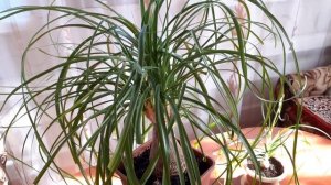 #нолина #бутылочное_дерево Нолина уход в домашних условиях Бокарнея Бутылочное дерево