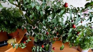 Домашний Декоративный Перец - сколько плодов с куста ?