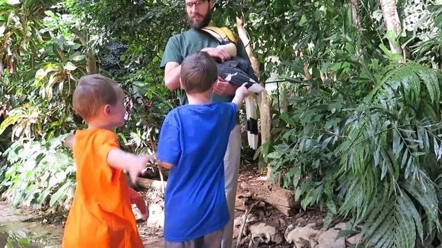 BOYS HOLD BALL PYTHON ON ZOO ADVENTURE | KIDS TV смотреть онлайн
