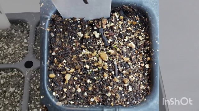 Lisianthus Update: Growing from SAVED SEEDS | Saving Lisianthus Seeds | Cutflower Gardening смотреть онлайн
