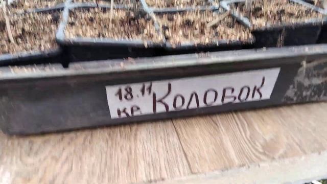 Какие РАСТЕНИЯ УКОРЕНЯЕМ? ОБЗОР инкубаторов! смотреть онлайн