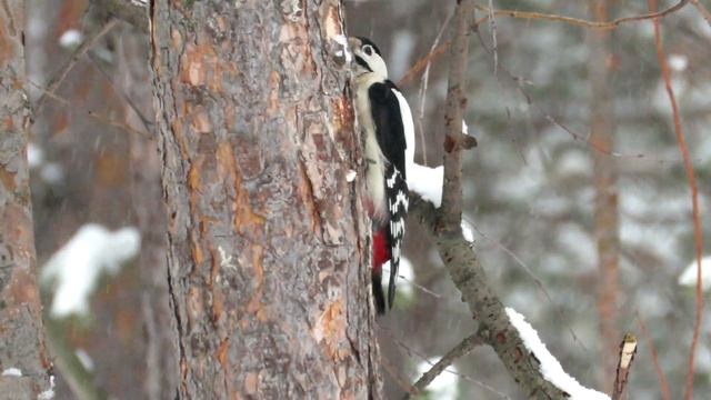 Дятел ест семечки, Great Spotted Woodpeckers смотреть онлайн
