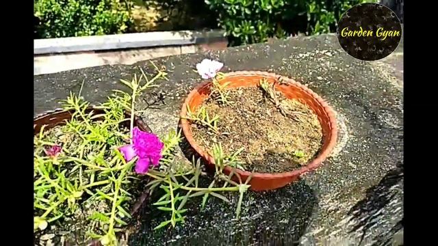 My Garden overview 36, Gladiolus, Rose, Dianthus, by Garden Gyan смотреть онлайн