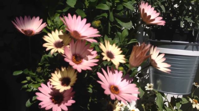 Osteospermum Flowers