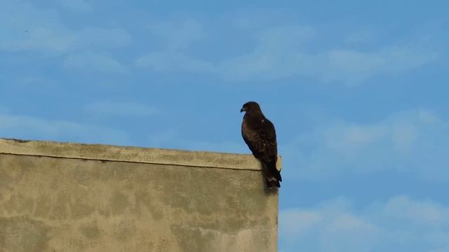 Nikon P510 Zoom Test смотреть онлайн