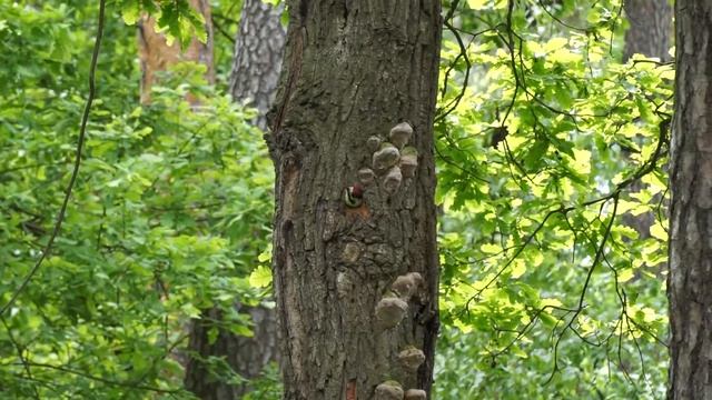 Птенец большого пестрого дятла в дупле смотреть онлайн