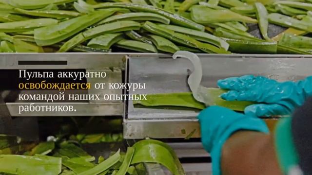 #АлоэВера Форевер Алоэ вера компаниясы смотреть онлайн