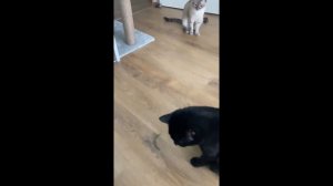 тест на ШИЗУ - уровень сложности: межгалактический