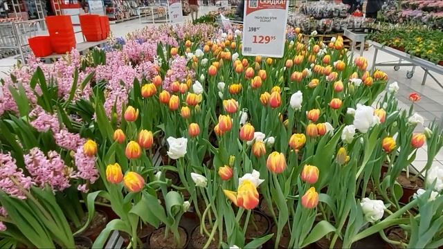 Ашан сад Мытищи