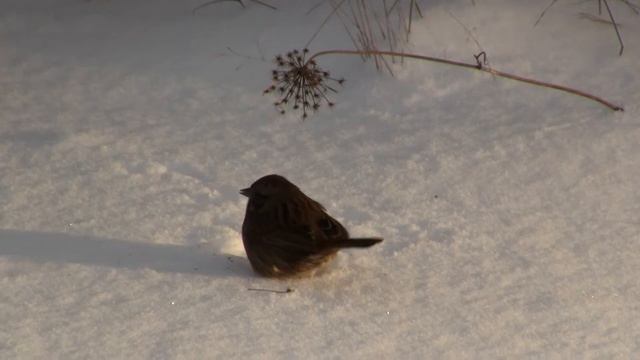 Snow, Flower, Sond Sparrow. Снег, цветок, певчая зонотрихия (2245sp) смотреть онлайн