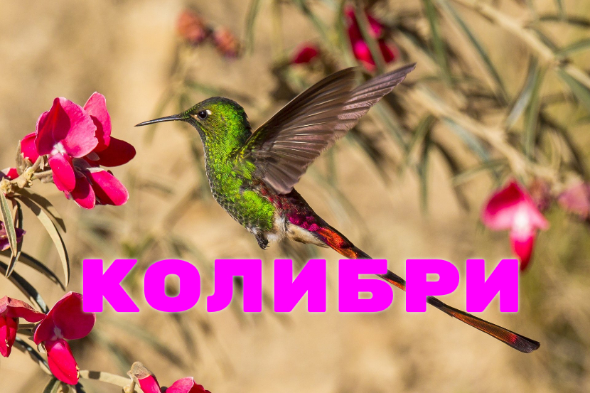♫ ПТИЧКА, ПТИЧКА - НЕВЕЛИЧКА !!! HUMMINGBIRDS !!! смотреть онлайн