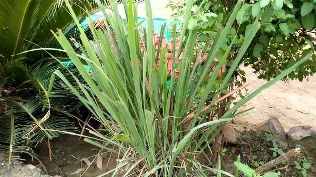 चाय( tea)का,(नींबू घास leman grass) देशी पौधा सर्वगुणकारी है смотреть онлайн