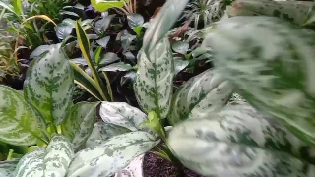 update harga tanaman hias terbaru 8/06/2022 { WA 081259047498 } смотреть онлайн