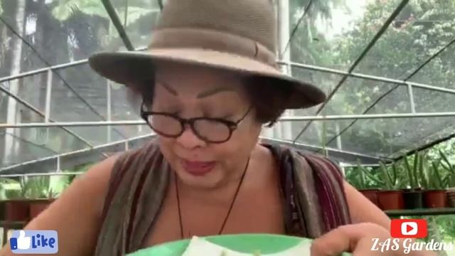 Vlog #6: Cryptanthus Bromeliad Propagation смотреть онлайн