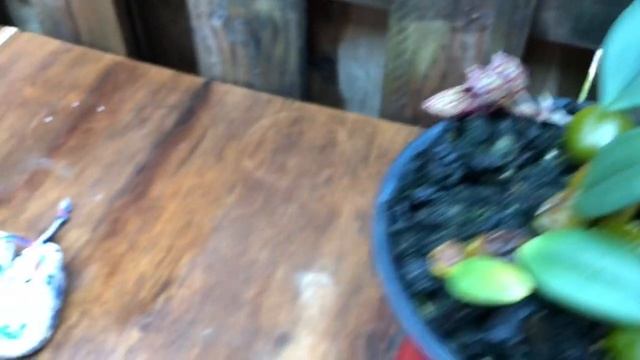 Bulbophyllum frostii расцвел? смотреть онлайн