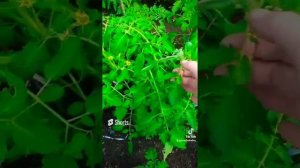 РЕКОМЕНДАЦИЯ##Полив огород #Помидоры#Саветую всем папробовать??.mp4