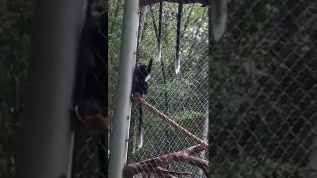 Angolan colobus-Zoo Atlanta смотреть онлайн