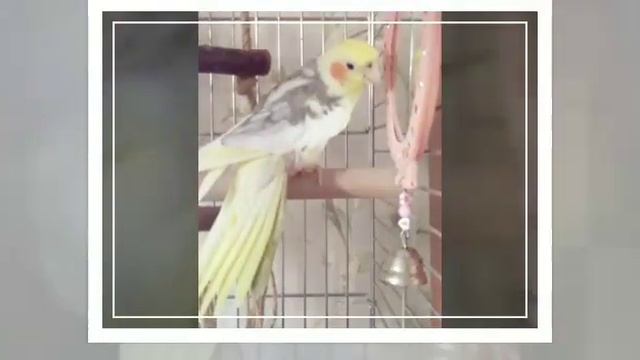 Фото попугаев смотреть онлайн