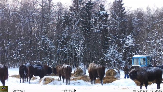 смоленские зубры