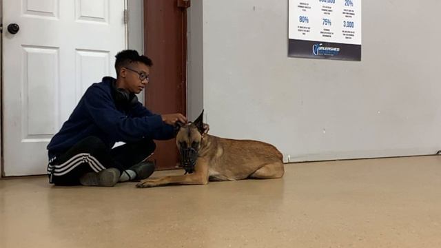 Muzzle Training a Belgian Malinois Using a Clicker смотреть онлайн
