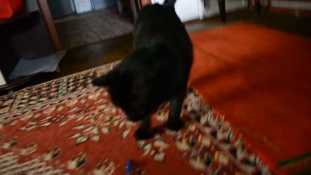 Милый кот играет и носит игрушки смотреть онлайн