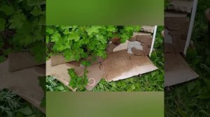 Зачем картон на даче? Мульчирование картоном.