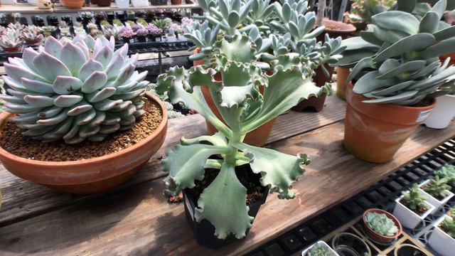 Echeveria 'Can Can' 多肉植物特徵 康康 смотреть онлайн