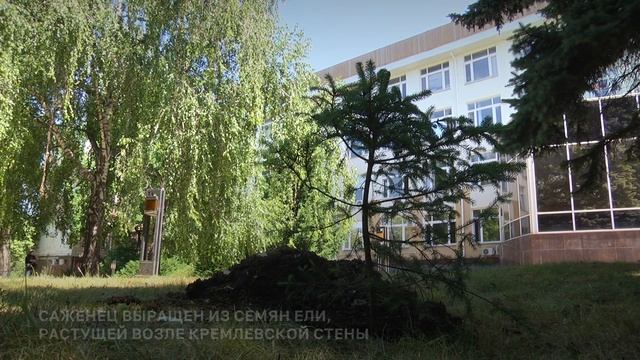Символ единства: в КФУ посадили «Кремлёвскую ель» смотреть онлайн