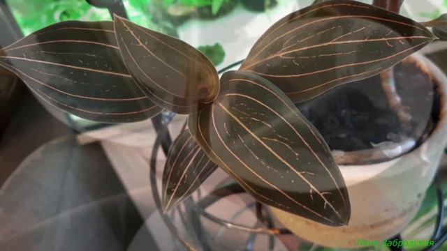 В самый короткий день в году смотреть онлайн