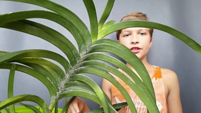 ОГРОМНАЯ VANDA SANDERIANA?️?УХОД смотреть онлайн