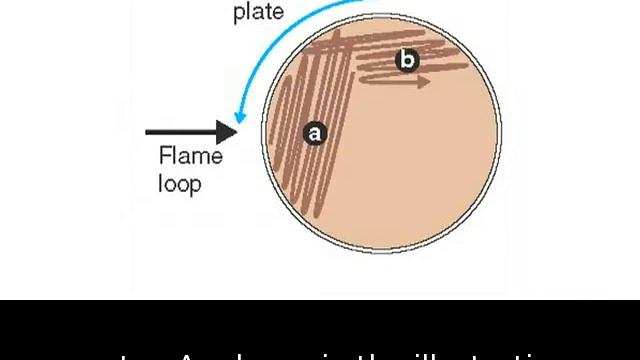 Lab technique microbiology: Streak plate method смотреть онлайн