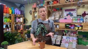 Алоказия Полли - крокодильчик с капризным характером. Комнатное растение для ценителей красоты.