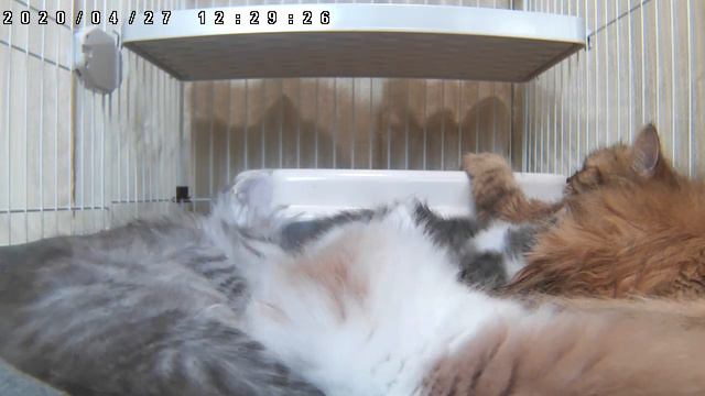 Котенок живое видео исцеление и отдых　vol.34　★Я всегда здесь жду в любое время★ смотреть онлайн