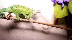 #Vlog Хамелеон жадно поедает все на своем пути. Это стоит увидеть #хамелеон #хамелеонджексона