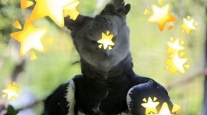 Самый большой орел - гарпия