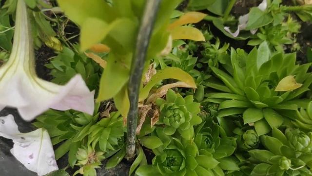 СУККУЛЕНТЫ цветут в моем саду - МОЛОДИЛО ОЧИТОК, красота необыкновенная смотреть онлайн