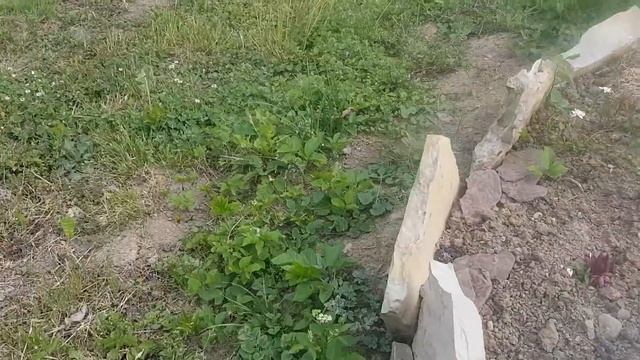 Домашние цветы,хобби.Беда.Тля убила люпин.Дача.saving plants in the garten. смотреть онлайн