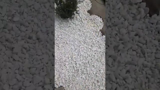 Сажаем можжевельники, клумба из мраморной крошки